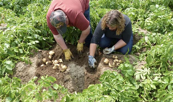 Family Farms - 5 Tips to Get High Yields of Potatoes