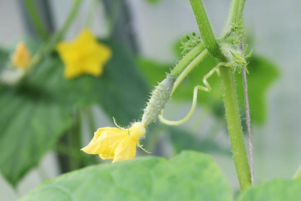 Do Cucumbers Grow Better in Pots or in the Ground?